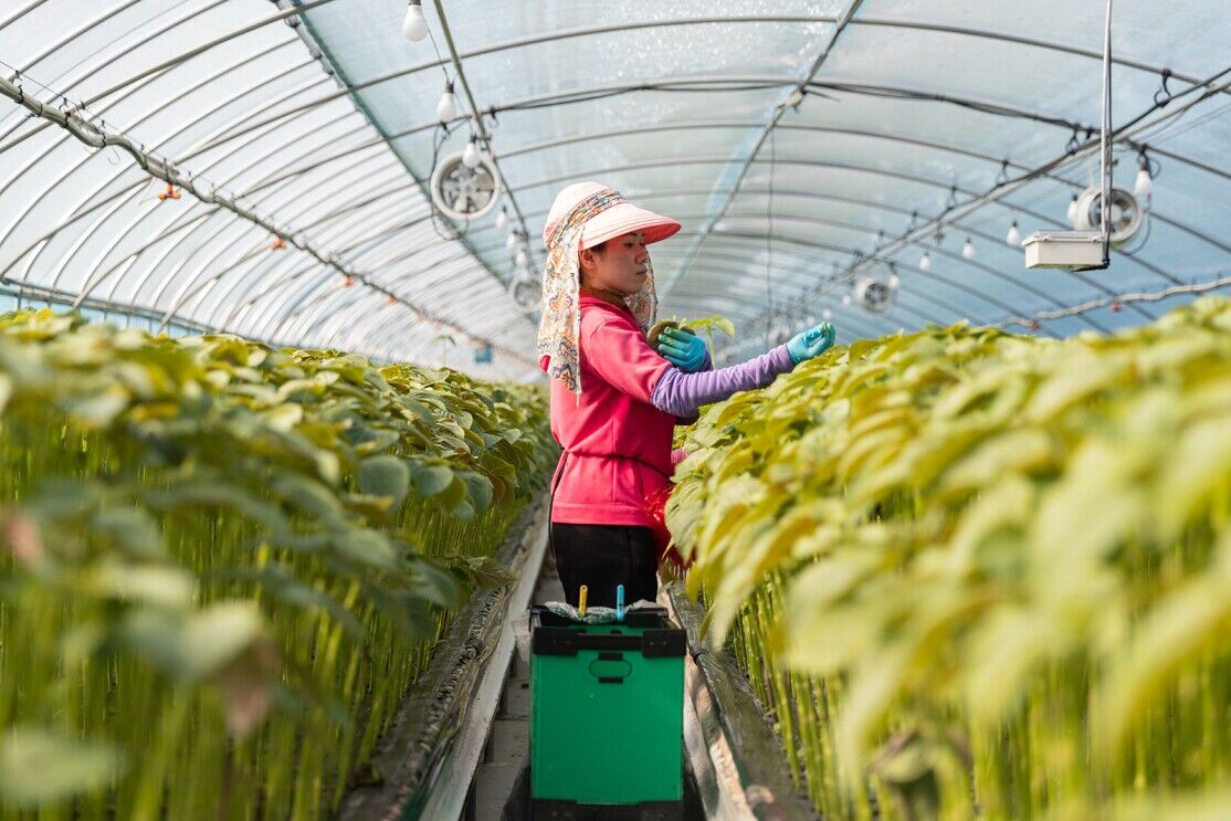 South Korean farmers grow more perilla leaf with machine learning
