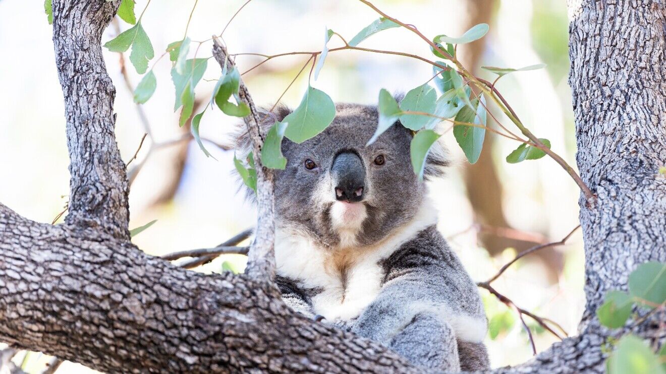 The 450 koalas that could help save their species