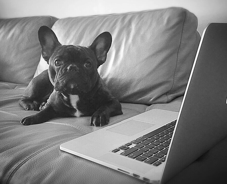Your car is due for an upgrade (so is your dog)